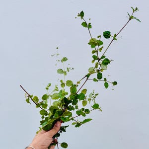 Ewe Etiponla Atiponla Fresh Cuttings | Wealth & Prosperity Herb | Lucumi Osain Ritual Herb | Attract Money, Good Luck, and Success