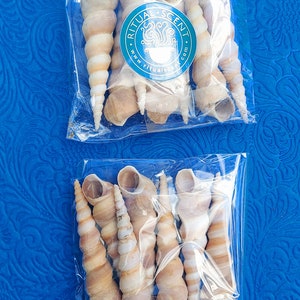Orisha Oko & Korinkoto shells caracoles kori orisa korikoto scarecrow oricha irawo ocha corincoto ocha santeria ifa lucumi yoruba oricha