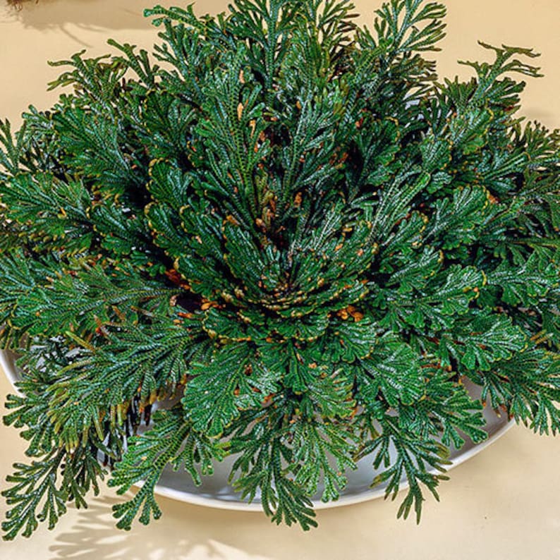 Large Rose of Jericho Resurrection Plant Rosa De Jerico Reviving House