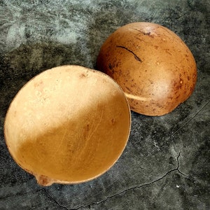 Jicara igba gourd for adimu, obi agbon coco, orisha libation, ebo, offerings for Santeria Lucumi Ifa preparations ofrendas calabash elegba