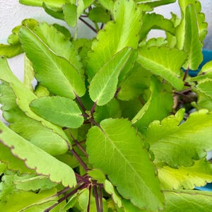 Wonder Leaf, Leaf of life, plant Siempre Viva herb Prodigiosa plant Dundun Spiritual  Powerful hierba Osain Omiero abamoda kalanchoe