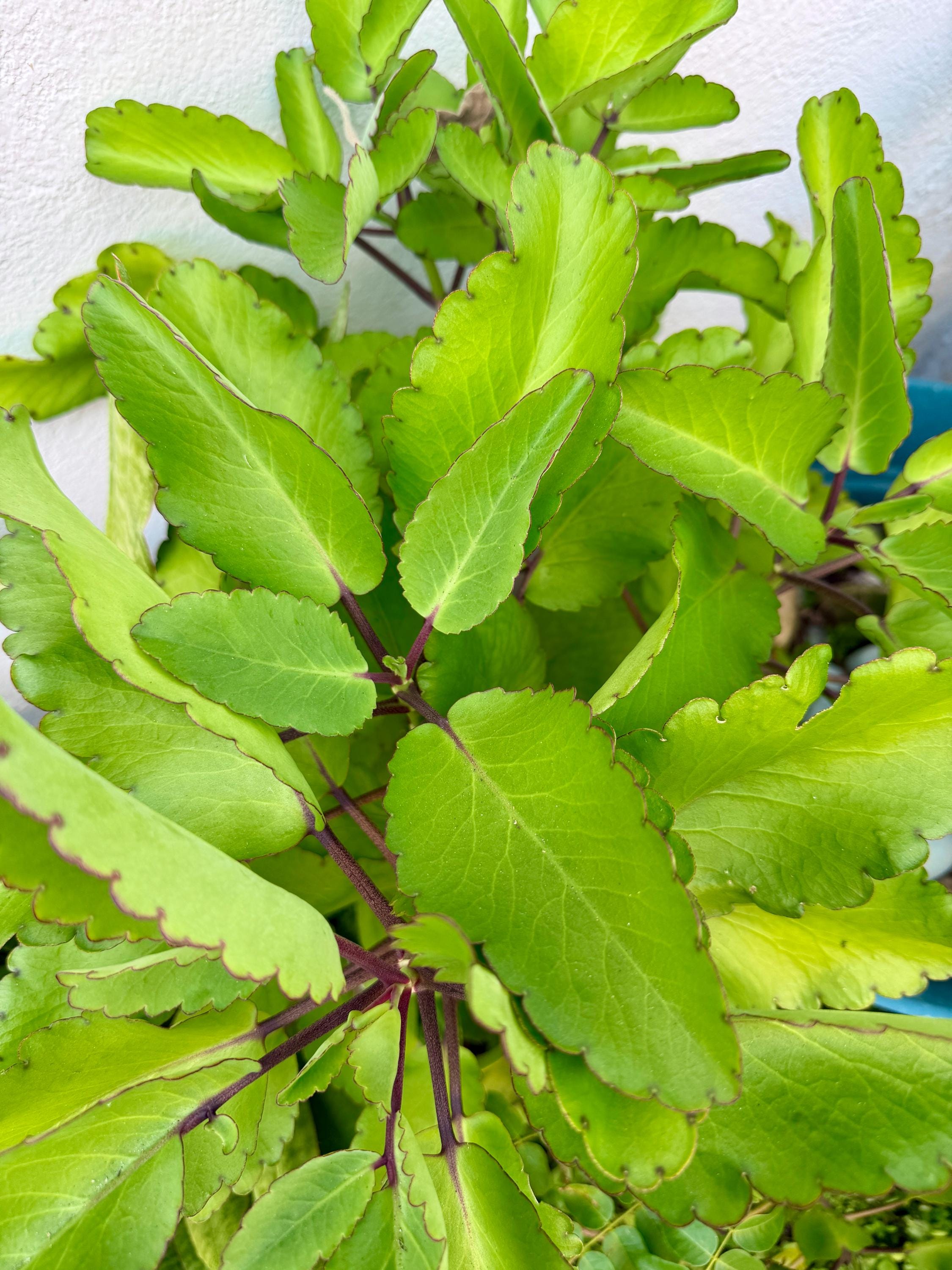 chaste tree plant Chaste Tree aka Vitex (Purple)