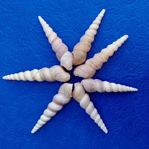 Orisha Oko & Korinkoto shells caracoles kori orisa korikoto scarecrow oricha irawo ocha corincoto ocha santeria ifa lucumi yoruba oricha