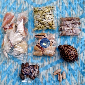 May include: Assortment of seashells in various shapes, sizes, and colors, including a group of white cowrie shells, a collection of brown and white seashells, a group of brown and white seashells in a clear bag, a group of brown and white seashells in a clear bag, and a large brown and white seashell.