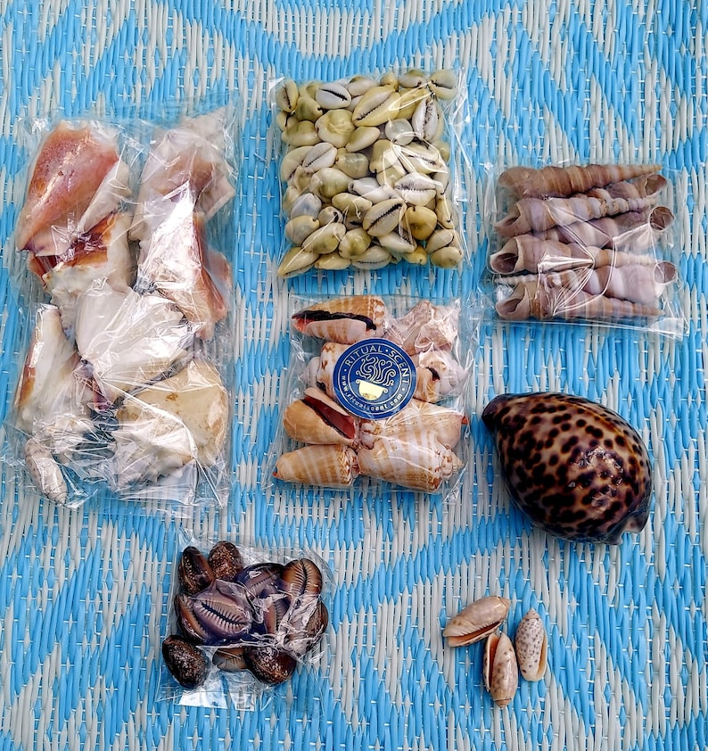 Orisha Shells Dilogun orisha - tider cowries carga olokun caracoles merindinlogun aye ibbu ibu tools herramientas iyawo igbo odu aye okoto Money Cowries - Orisha Oko Santeria Lucumi Orisha divination Yoruba iyawo caracoles Aje Oshumare owo eyo ebo