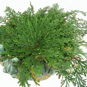 Large Rose of Jericho Resurrection Plant Rosa de Jerico reviving house blessing home ritual for prosperity abundance spell white magic kit