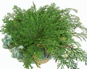 Large Rose of Jericho Resurrection Plant Rosa de Jerico reviving house blessing home ritual for prosperity abundance spell white magic kit