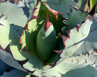 Agave black and blue