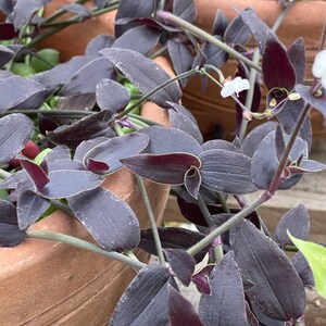 Gibasis sp. Jose Puig purple black Tradescantia