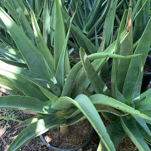 Aloidendron Hercules, Aloe Hercules, Aloidendron barberae x Aloidendron dichotomum, Hercules tree aloe image 2