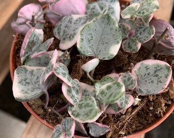 String of hearts variegated 4”