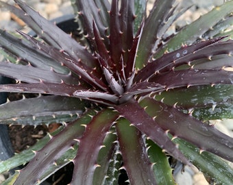 Dyckia 'Grape Jelly' Bromeliad