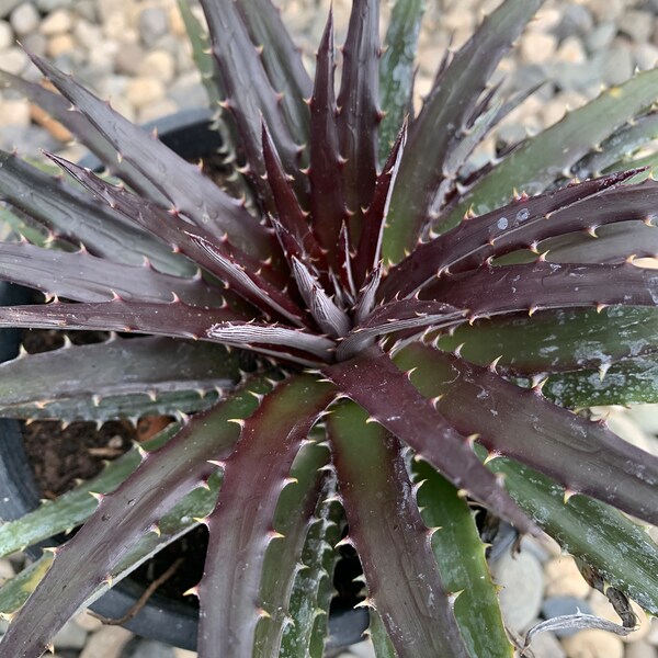 Dyckia 'Grape Jelly' Bromeliad