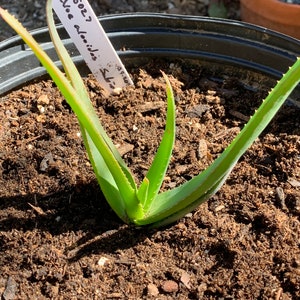 Aloe alooides Graskop Aloe