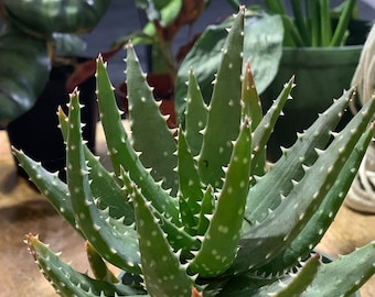 Aloe crosby prolific