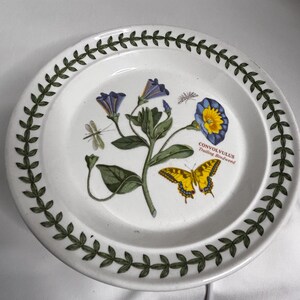 May include: White ceramic plate with a green leaf border. The centre features a botanical illustration of blue and yellow flowers, a yellow butterfly, and the text "CONVOLVULUS Trailing Bindweed".