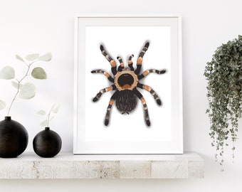 Meksykańska Tarantula Czerwona Kolana 8.5”x11” Pobieranie Cyfrowe