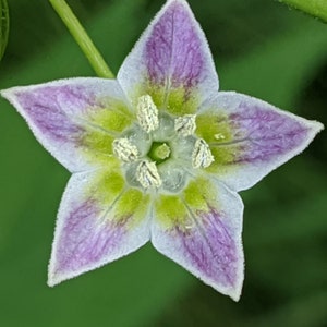 Capsicum Eximium Hybrid F2