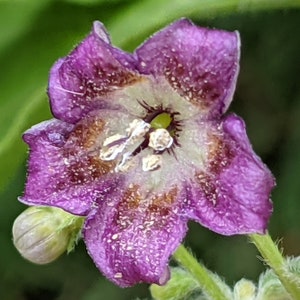 Capsicum Praetermissum #03