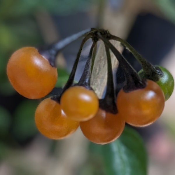 Capsicum Caatingae