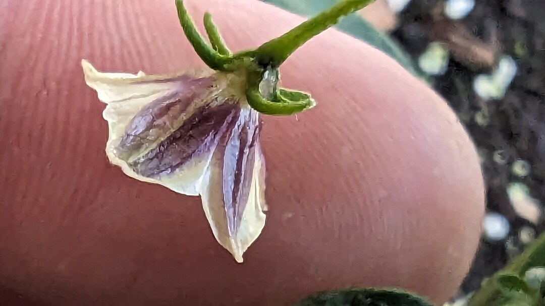 Capsicum Lanceolatum Etsy