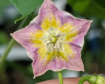 Capsicum Praeterminsum Cap 1478