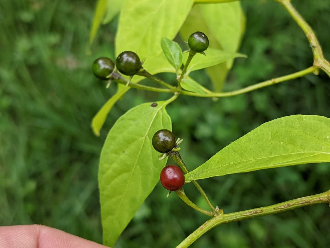 Capsicum Eximium Cap 500 10 Seeds Etsy