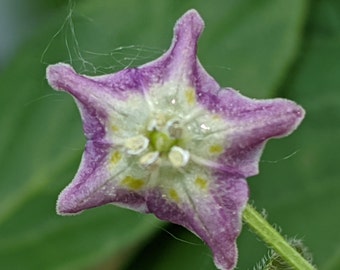 Capsicum Praetermissum Cap 1141