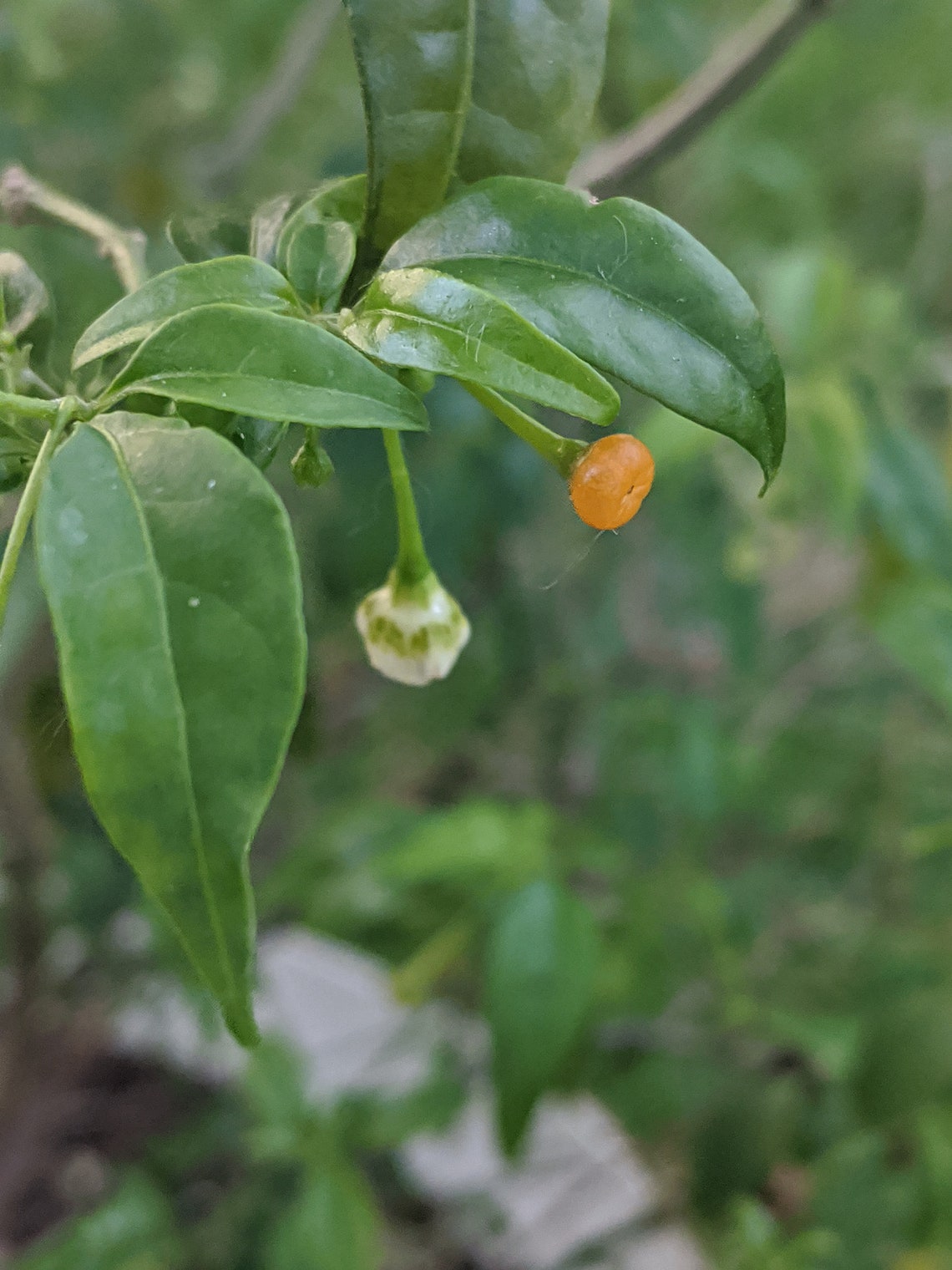 Capsicum Flexuosum 10 Seeds Etsy