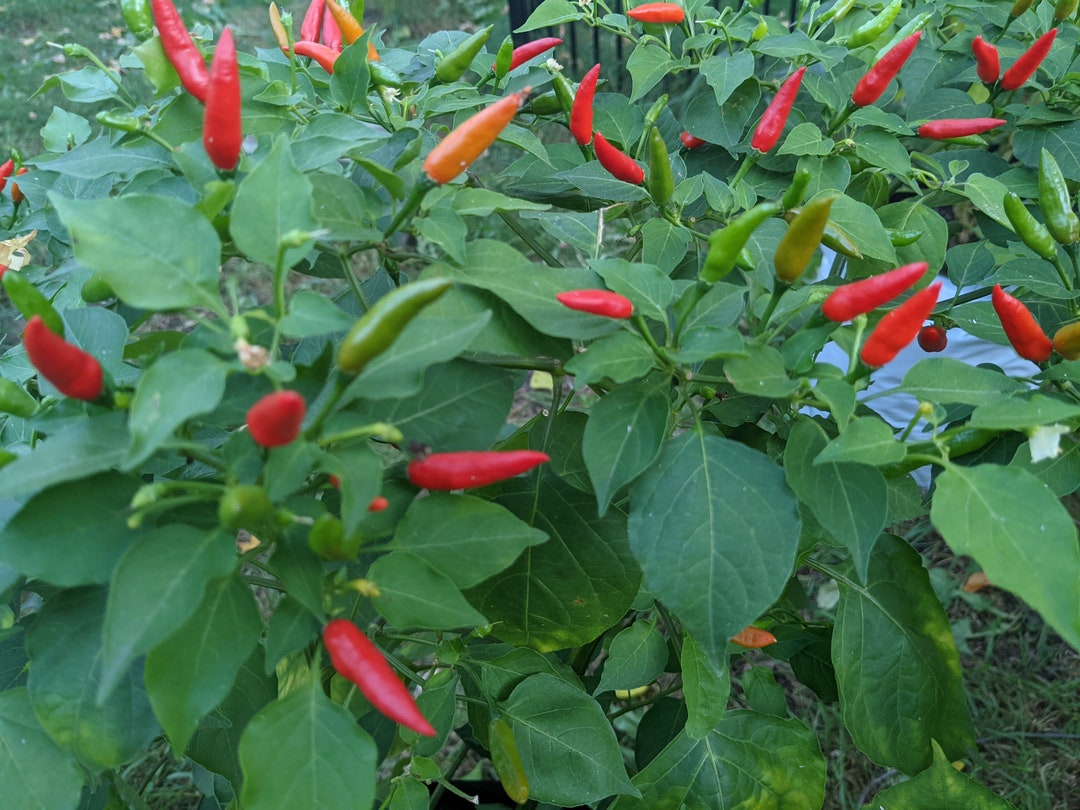 Capsicum Baccatum Seeds Etsy