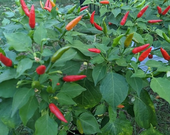 Capsicum Baccatum Seeds