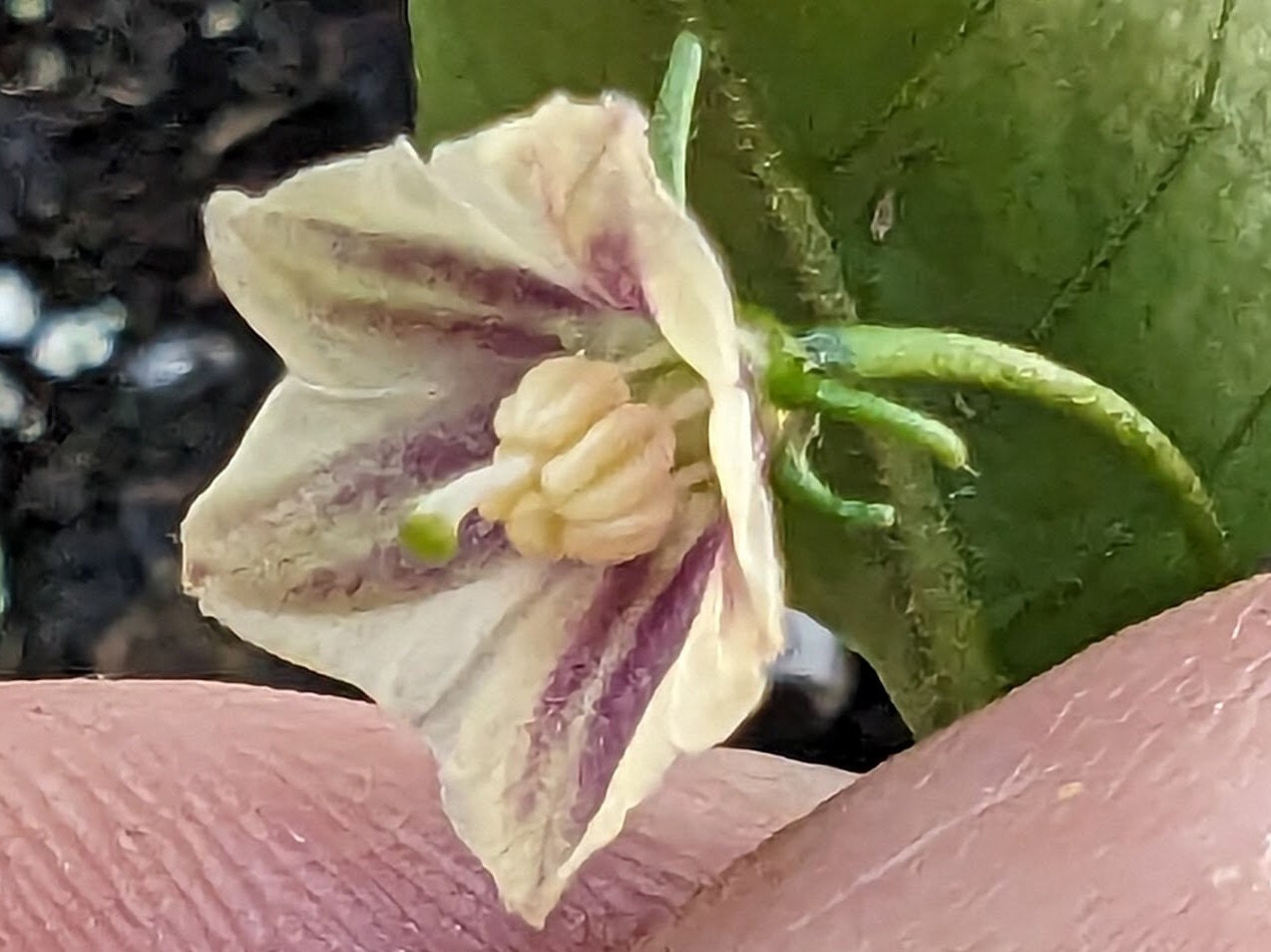 Capsicum Lanceolatum Etsy
