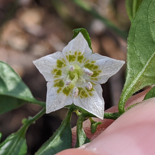 Capsicum Flexuosum 10+ seeds