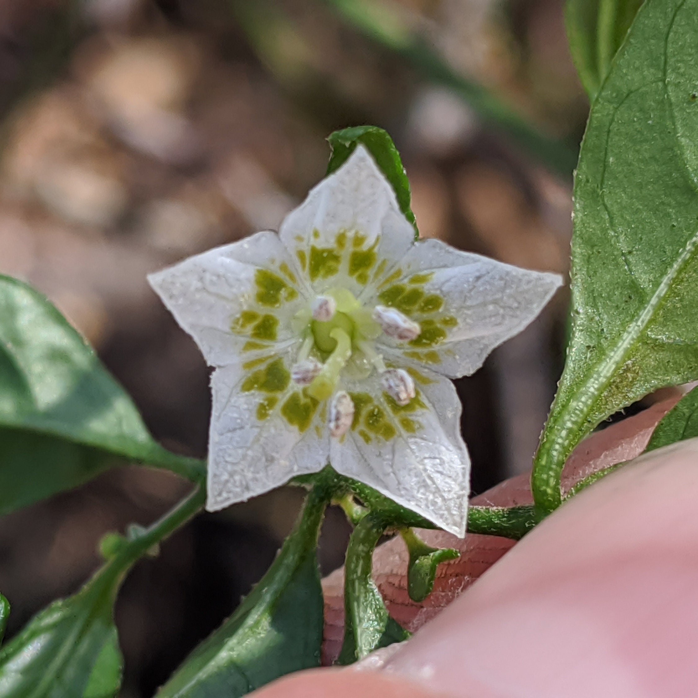 Capsicum Flexuosum 10 Seeds Etsy