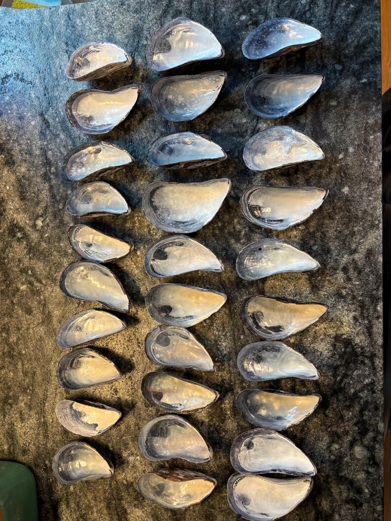 Large Cape Cod Mussel Shells - Etsy