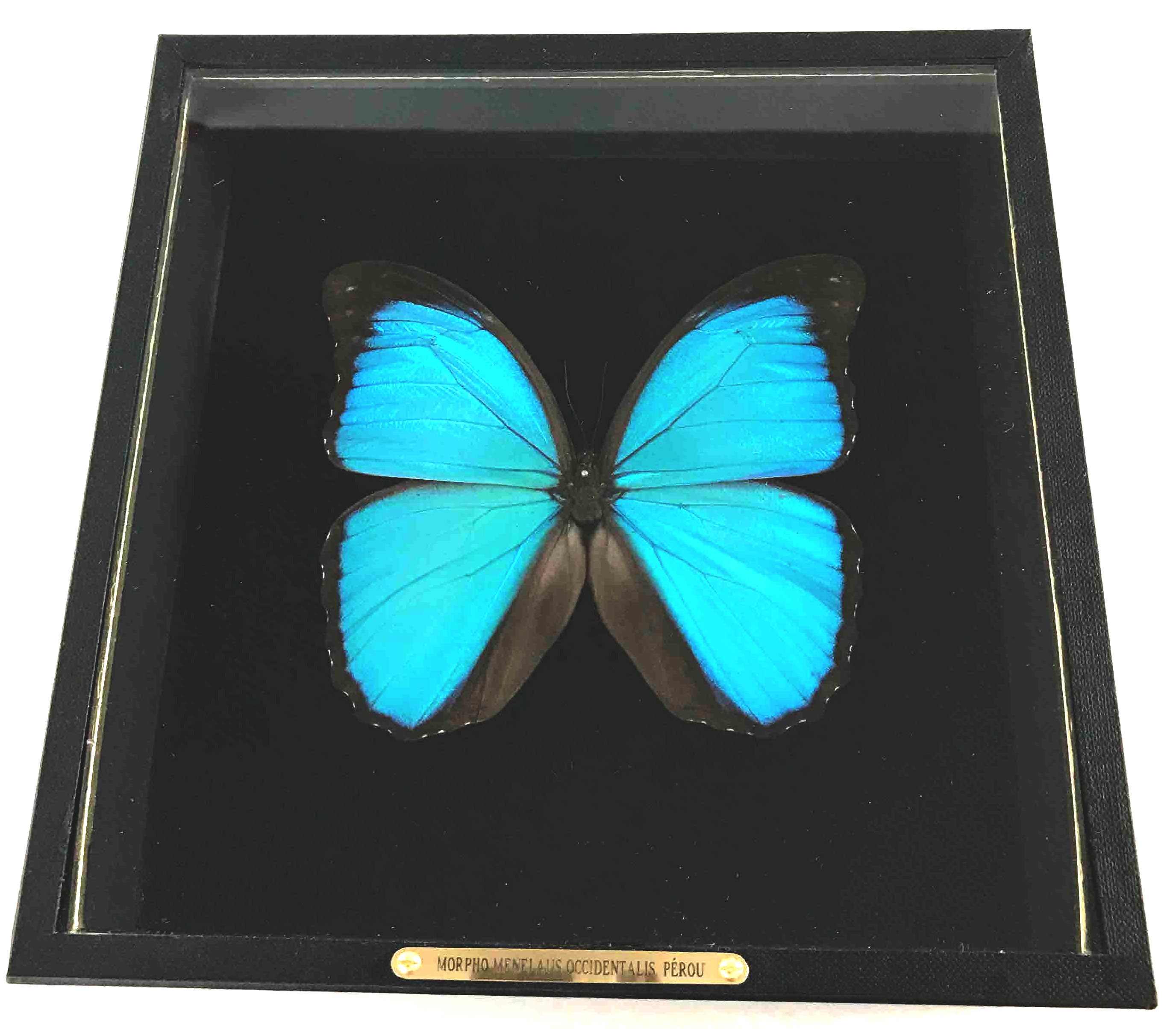 Cadre Entomologique avec Cartel en Laiton/Papillon Morpho Menelaus Occidentalis
