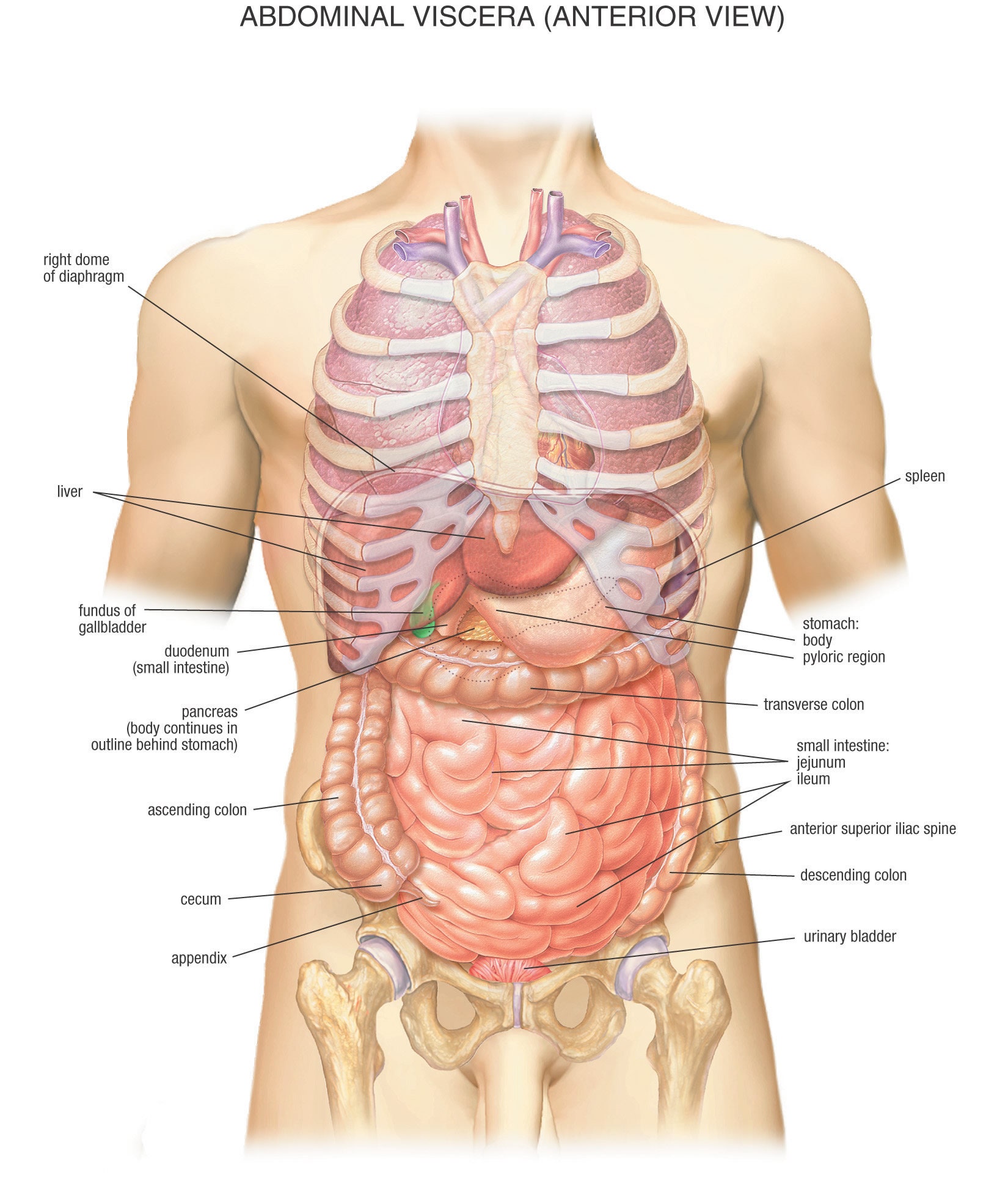 20x24in Poster Anatomy Charts - Abdominal Viscera Posterior - Etsy, image size:1650x1946