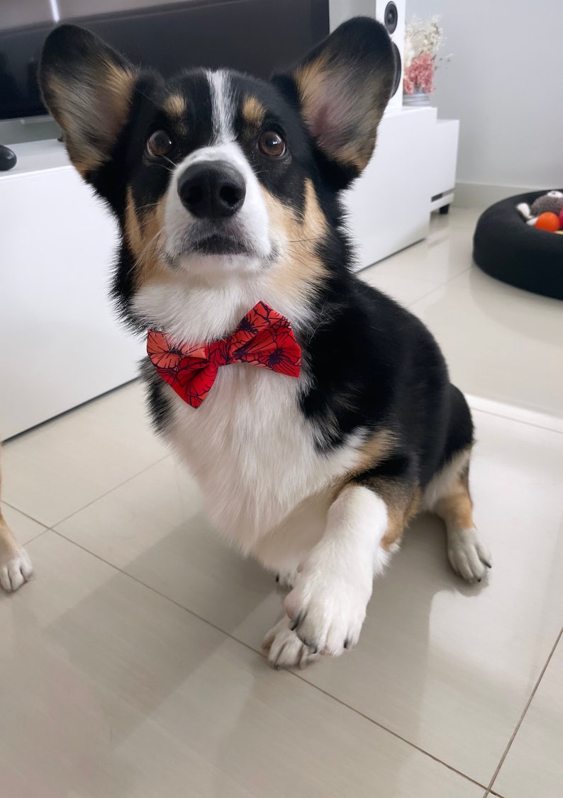 Pet Bow Tie Sewing Pattern PDF Step by Step Guide Dog - Etsy