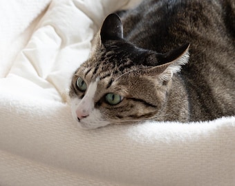 Dubu Bed for Cats and Dogs