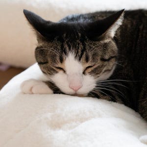 May include: A close-up of a sleeping cat with closed eyes. The cat has a white face and chest, with brown and black tabby markings on its head and body. The cat is resting on a soft, white surface.