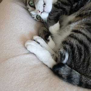 May include: A tabby cat with green eyes and white markings is lying on a light pink surface. The cat's fur is a mix of brown and grey stripes. The cat is looking at the camera.