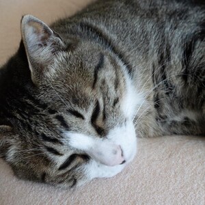 May include: A close-up of a sleeping tabby cat. The cat has grey and brown striped fur with a white patch on its face and a pink nose. The cat is lying on a beige surface.