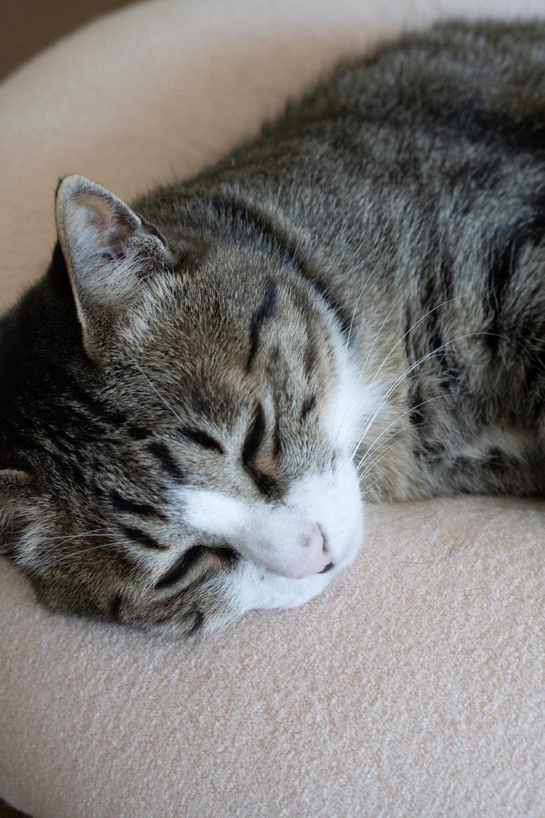May include: A close-up of a sleeping tabby cat. The cat has grey and brown striped fur with a white patch on its face and a pink nose. The cat is lying on a beige surface.
