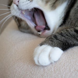May include: A close-up shot of a yawning tabby cat. The cat has grey and white fur, and its mouth is wide open, showing its pink tongue. A white-pawed paw rests on a beige surface.