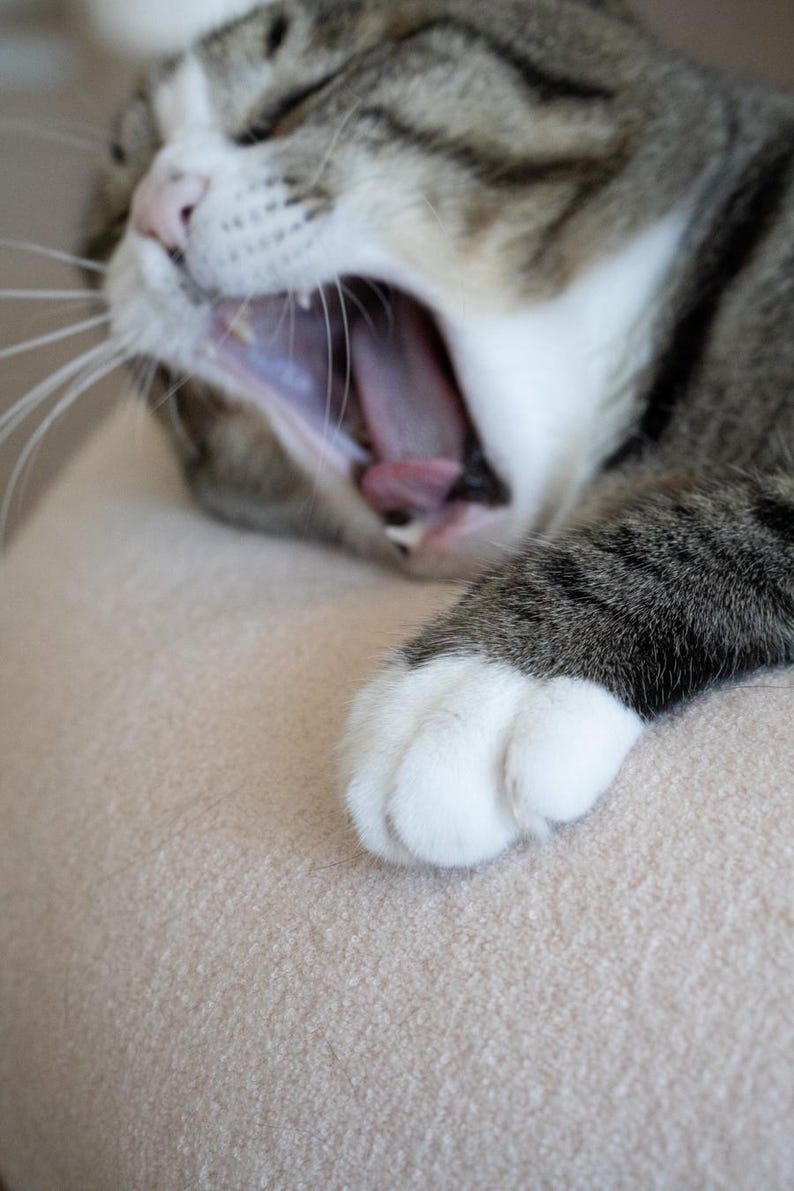 May include: A close-up shot of a yawning tabby cat. The cat has grey and white fur, and its mouth is wide open, showing its pink tongue. A white-pawed paw rests on a beige surface.