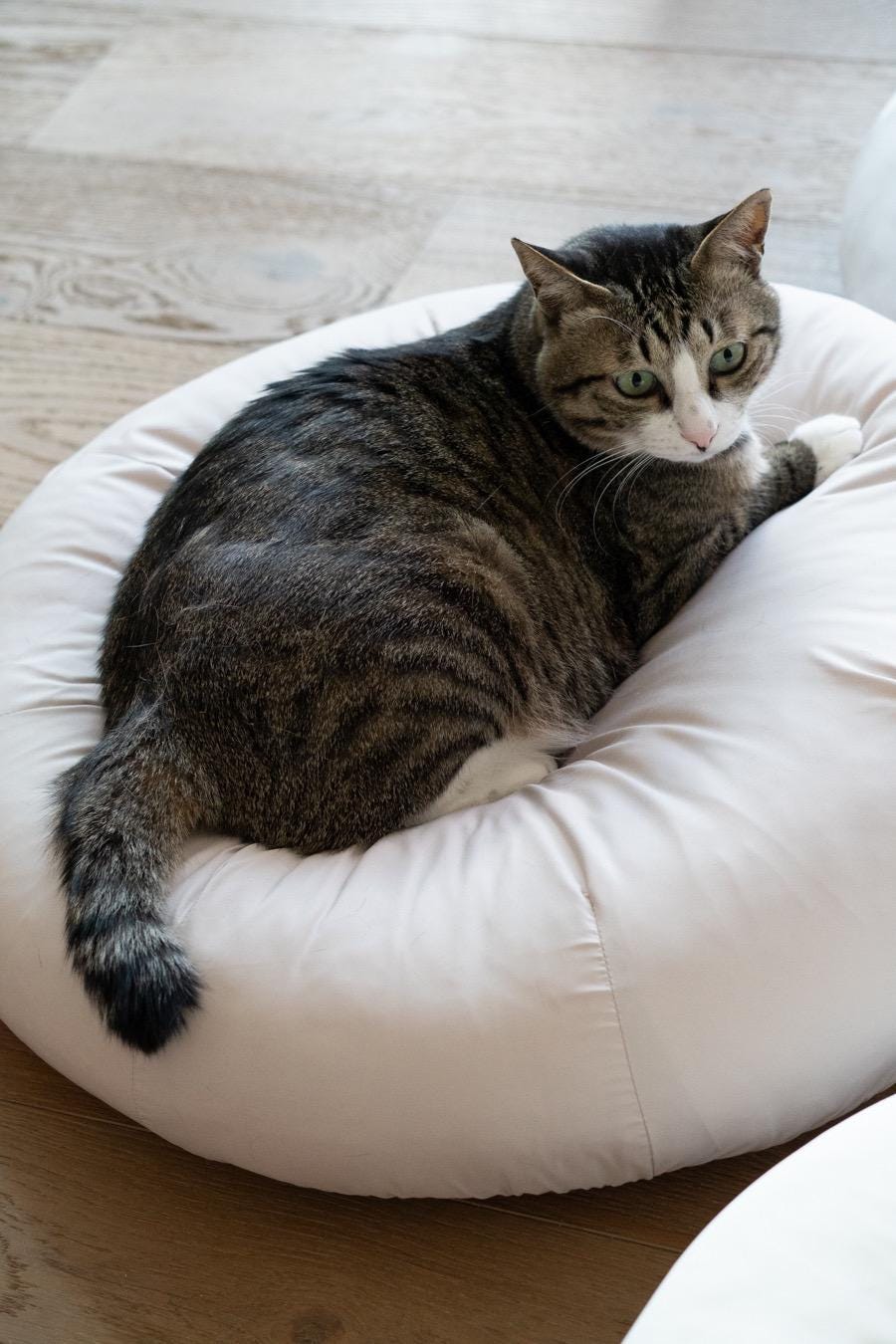 Milk Tea Pudding Bed For Cats & Dogs