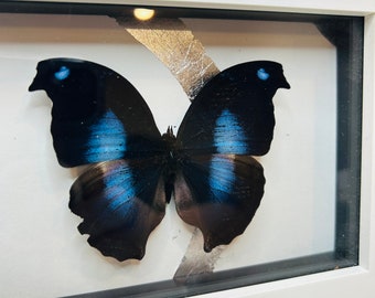 Napocles Jucunda| The Great Blue Butterfly - Dorsal display