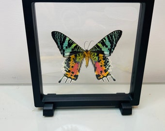 Madagascan Sunset Moth - in clear double sided frame