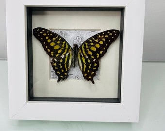 Graphium Agamemnon - SwallowTail - Dorsal display