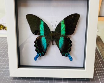 Papilio Blumei - Dorsal display